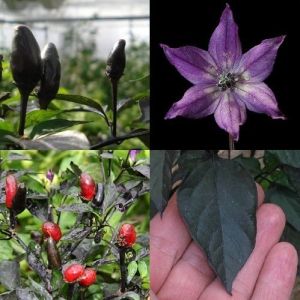 "Black Royal" Chili pepper seeds - 15 pcs.