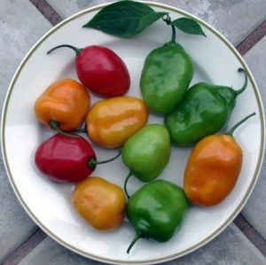 "ROCOTOPEPER Mix" Chili pepper seeds - 15 pcs.