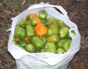 "ROCOTOPEPER Mix" Chili pepper seeds - 15 pcs.
