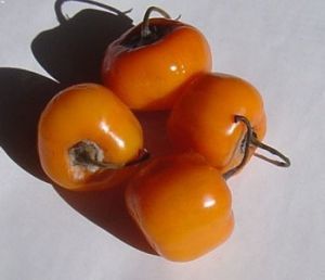 "ROCOTOPEPER Mix" Chili pepper seeds - 15 pcs.