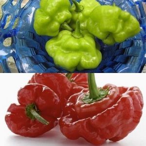 "Aji Dulce" Chili pepper seeds - 15 pcs.