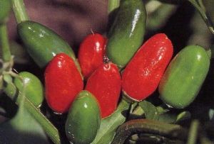 "Tabasco" Chili pepper seeds - 25 pcs.