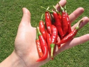 "Tabasco" Chili pepper seeds - 25 pcs.