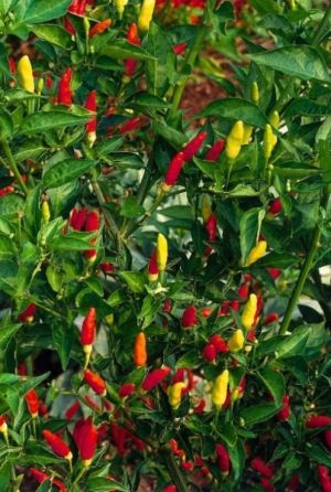 "Tabasco" Chili pepper seeds - 25 pcs.