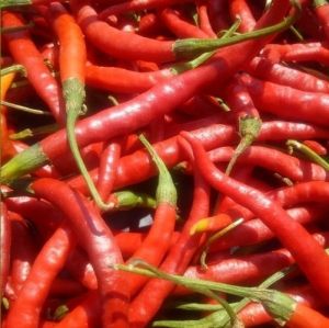"Cola de Rata" Chili pepper seeds - 15 pcs.