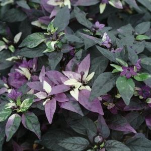 Семена от люти чушки сорт "Purple Flash x Trifetti"- 15 бр.