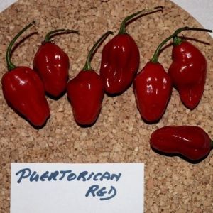 "Puertorican Red" Chili pepper seeds - 15 pcs.