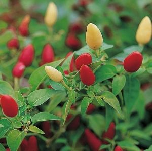 "Prairie Fire" pepper seeds - 15 pcs.