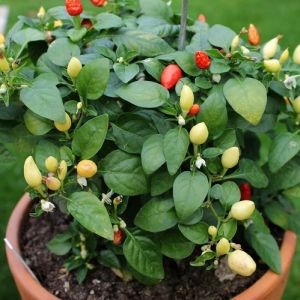 "Prairie Fire" pepper seeds - 15 pcs.