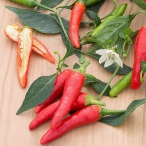"Pikito" Chili pepper seeds - 15 pcs.