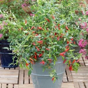 "Pikito" Chili pepper seeds - 15 pcs.
