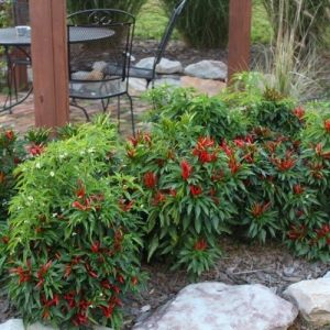 "Poinsettia Dark" Chili pepper seeds - 15 pcs.