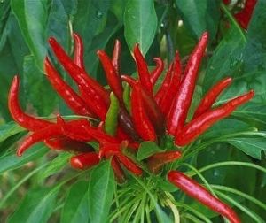 "Poinsettia Dark" Chili pepper seeds - 15 pcs.