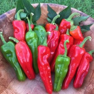 "Peperone Friariello" Chili pepper seeds - 90 pcs.