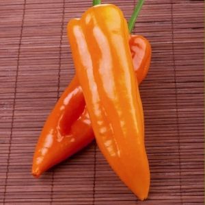 "Orange Glow" Chili pepper seeds - 15 pcs.