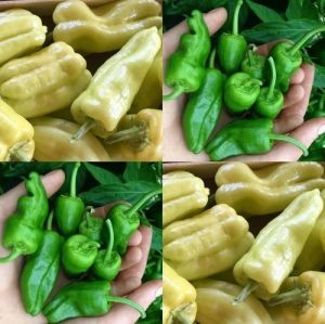 "My hot choice" Chili pepper seeds - 15 pcs.