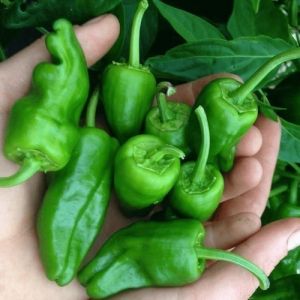 "My hot choice" Chili pepper seeds - 15 pcs.