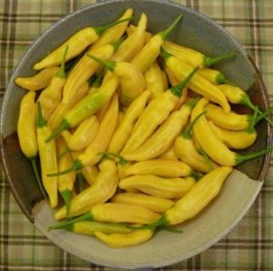 "Aji Pineaple" Chili pepper seeds - 15 pcs.