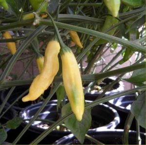 "Aji Pineaple" Chili pepper seeds - 15 pcs.