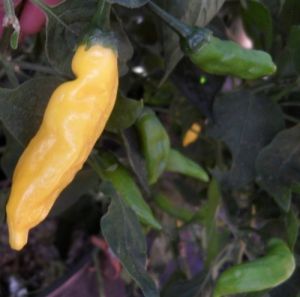 "Aji Pineaple" Chili pepper seeds - 15 pcs.