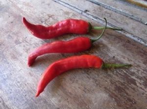 "Aji Colorado" Chili pepper seeds - 15 pcs.