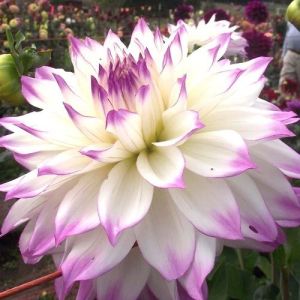 Луковица на декоративна Далия (Dahlia), сорт "Ferncliff Illusion" - 1 бр.