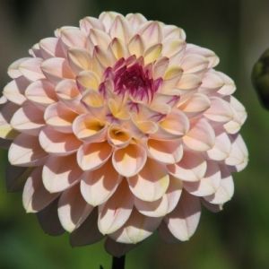 Луковица на декоративна Далия (Dahlia), тип "помпон", сорт "Ferncliff Illusion" - 1 бр.