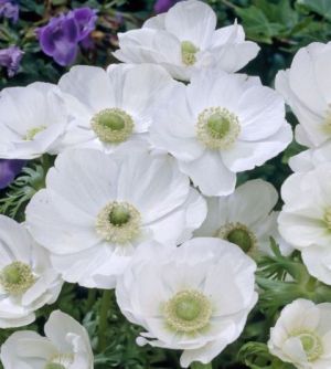 Луковица на Анемоне / Кичеста съсънка, сорт "Бялата булка" (ANEMONE coronaria) - 15 броя