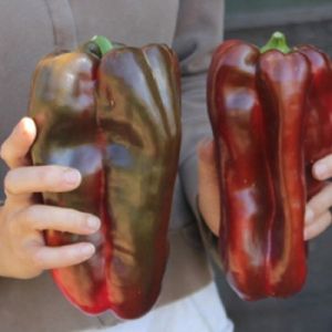 Sweet Pepper "Spanish Mammoth" (Capsicum annuum) seeds - 90 pcs (0.5 g)