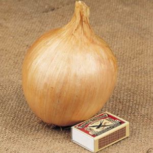 Ailsa Craig giant Onion seeds (Allium cepa) - 200 pcs. (1 gr.)