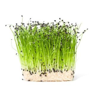 Семена от Чеснов Лук (Allium tuberosum) - 750 бр. (2.5 гр)