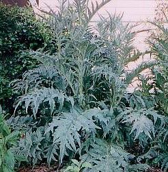 Cardoon seeds (Prickly Artichoke) variety "White Ivory" (Cynara cardunculus) - 100-125 pcs. (5 g.)
