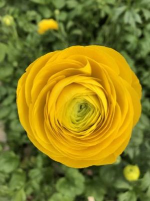 Луковици на Жълт Ранункулус / Азиатско Лютиче (Ranunculus asiaticus) - 10 бр.