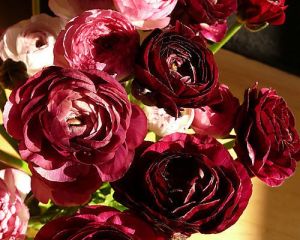 Луковици на Лилав Ранункулус / Азиатско Лютиче (Ranunculus asiaticus) - 10 бр.
