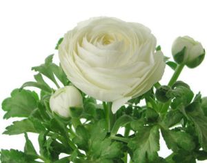 Луковици на Бял Ранункулус / Азиатско Лютиче (Ranunculus asiaticus) - 10 бр.