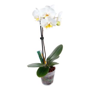 GT Orchid Focus Drip Feeders 38ml