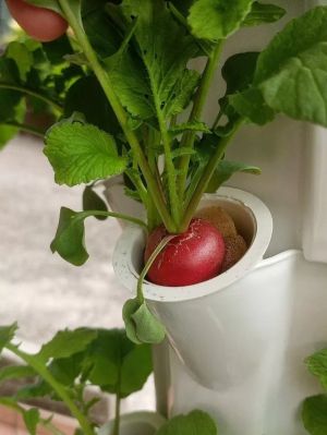 Vertical garden - Вертикална Хидропонна система 