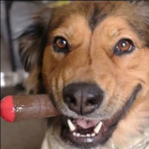 Brown dog toy - Doggie Doob marron Puff Palz