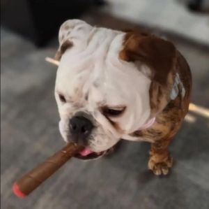 Brown dog toy - Doggie Doob marron Puff Palz