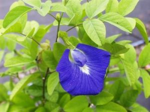 Цветя - Клитория тернатея (Clitoria ternatea) - Синя - 20 семена