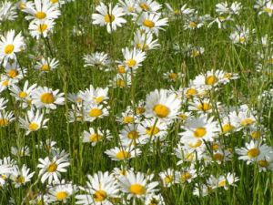 Flower Seeds - Margarita (Ox-eye Daisy) - 3500 pieces