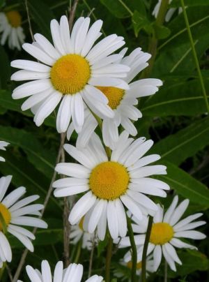 Flower Seeds - Margarita (Ox-eye Daisy) - 3500 pieces