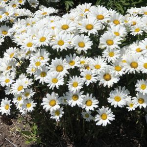 Flower Seeds - Margarita (Ox-eye Daisy) - 3500 pieces