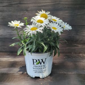 Flower Seeds - Margarita (Ox-eye Daisy) - 3500 pieces