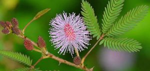 Shy Mimosa Flower Seeds - ±450 pieces