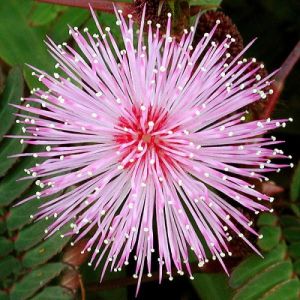 Shy Mimosa Flower Seeds - ±450 pieces