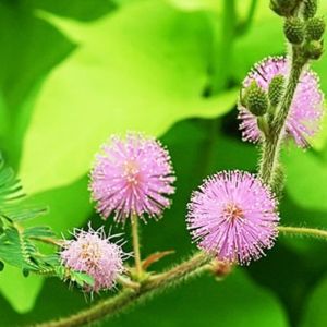 Shy Mimosa Flower Seeds - ±450 pieces