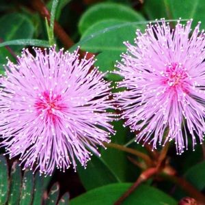 Shy Mimosa Flower Seeds - ±450 pieces