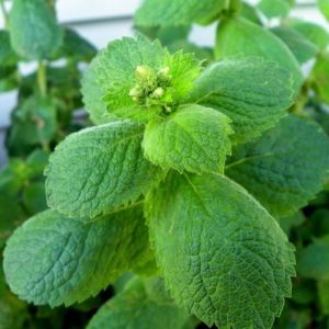 Peppermint Seeds / Mentha rotundifolia
