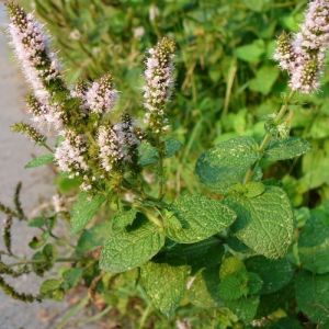Peppermint Seeds / Mentha rotundifolia